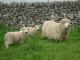 Graugesicht Dartmoor Hausschaf - Rassen Sheep