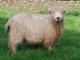 Greyface Dartmoor owca - Rasy owiec