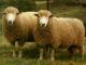 Growmark owca - Rasy owiec