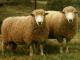 Growmark ovca - Pasmina ovaca