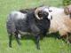 Gute (Gutefår) Hausschaf - Rassen Sheep