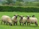 Hampshire Hausschaf - Rassen Sheep