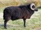 Hebridean owca - Rasy owiec