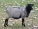 Heidschnucke owca - Rasy owiec