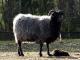 Heidschnucke Hausschaf - Rassen Sheep