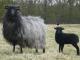 Heidschnucke owca - Rasy owiec