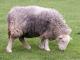 Herdwick Hausschaf - Rassen Sheep