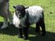 Herdwick כבש - גזעי כבשים