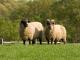 Hog Island ovca - Pasmina ovaca