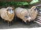 Hog Island ovca - Pasmina ovaca