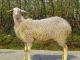 Hu owca - Rasy owiec