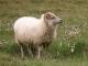 islandzki owca - Rasy owiec