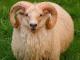 איסלנדי כבש - גזעי כבשים
