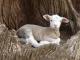 Ile de France ovca - Pasmina ovaca