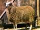 Imroz (Gökçeada) Hausschaf - Rassen Sheep