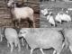 Imroz (Gokceada) Domba - Domba Breeds