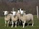INRA 401 owca - Rasy owiec