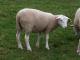 INRA 401 כבש - גזעי כבשים