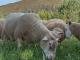 INRA 401 Hausschaf - Rassen Sheep