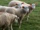 INRA 401 Hausschaf - Rassen Sheep
