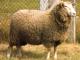 Kamieniec owca - Rasy owiec