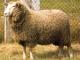 Kamieniec כבש - גזעי כבשים