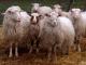 Karakul  sheep