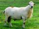 Katahdin owca - Rasy owiec