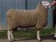 Kelso owca - Rasy owiec