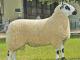 Kerry Hill Hausschaf - Rassen Sheep