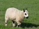 Kerry Hill Hausschaf - Rassen Sheep