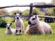 Kerry Hill ovca - Pasmina ovaca