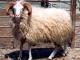 Kivircik owca - Rasy owiec