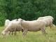 Lacaune owca - Rasy owiec