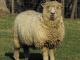 Leicester Longwool  sheep