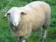 Leine (Leineschaf) Hausschaf - Rassen Sheep