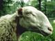 Limousine Hausschaf - Rassen Sheep