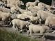 לימוזינה כבש - גזעי כבשים