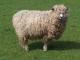 Lincoln ovca - Pasmina ovaca