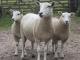 Lleyn (sprich kleen) Hausschaf - Rassen Sheep