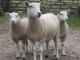 Lleyn (sprich kleen) Hausschaf - Rassen Sheep