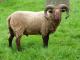 Manx Loaghtan owca - Rasy owiec