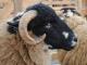 Masham owca - Rasy owiec