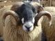 Masham כבש - גזעי כבשים