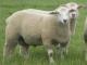 Meatlinc Hausschaf - Rassen Sheep