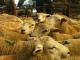 Meatlinc ovelha - Raças de ovinos