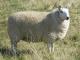 מיניאטורי Cheviot כבש - גזעי כבשים