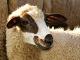 Lustro Sheep (Spiegelschaf) owca - Rasy owiec