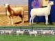 Montadale Hausschaf - Rassen Sheep