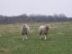 Montadale Domba - Domba Breeds